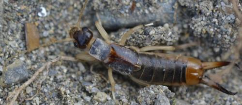 Réf. 280 938 : Labidura riparia